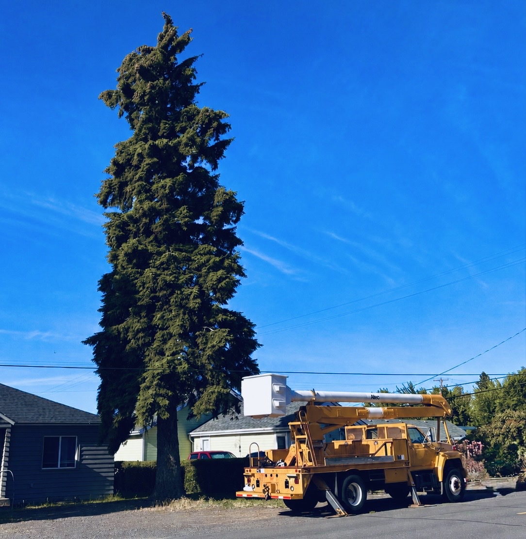 Bucket truck parked beside a tall evergreen tree on a residential street