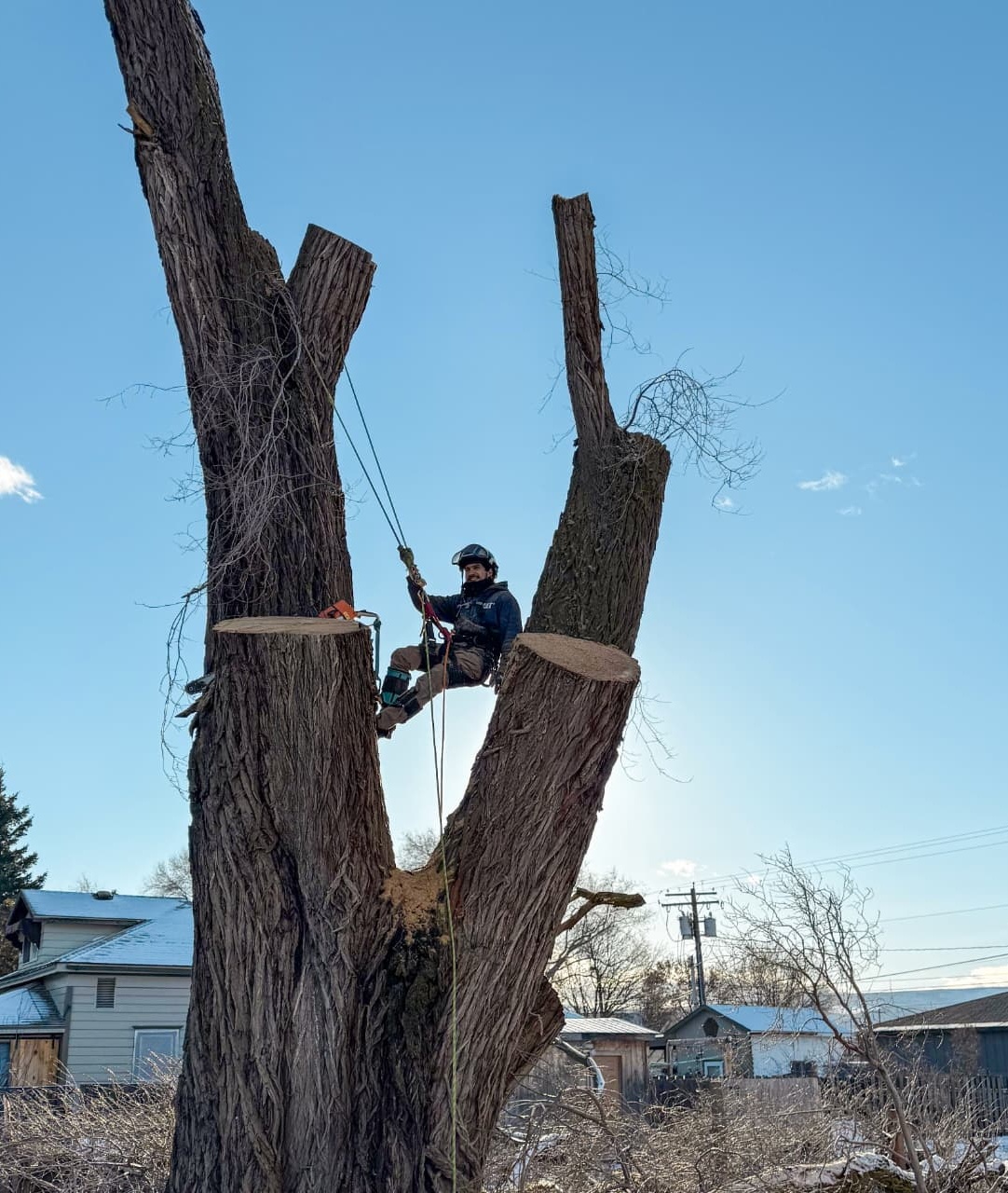 Miguel Peña rigged in a large cottonwood during a removal