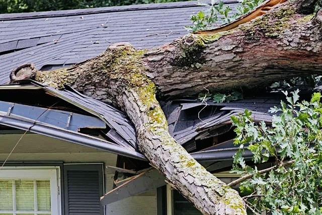 Storm-damaged tree fallen across the roof of a house