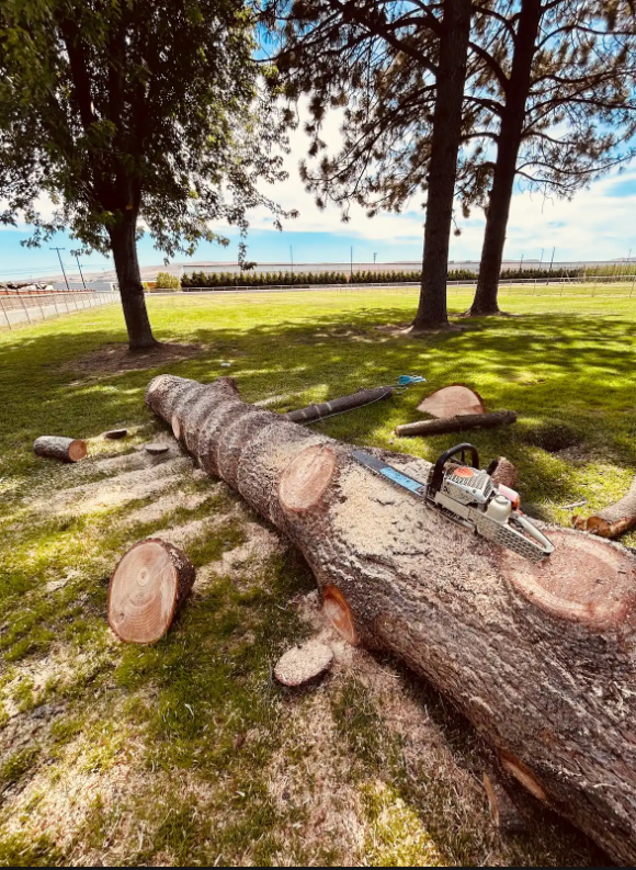 Heart-shaped log slab cut with an Oregon bar