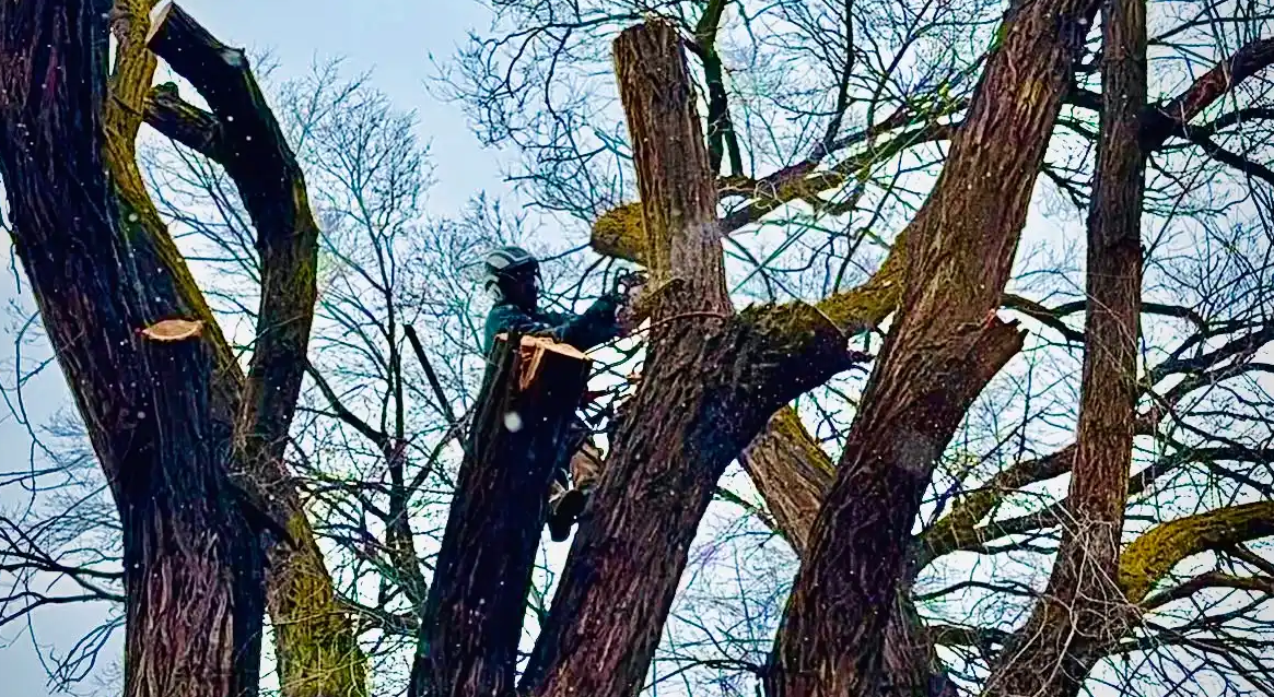 Climber rigging down a large trunk fork