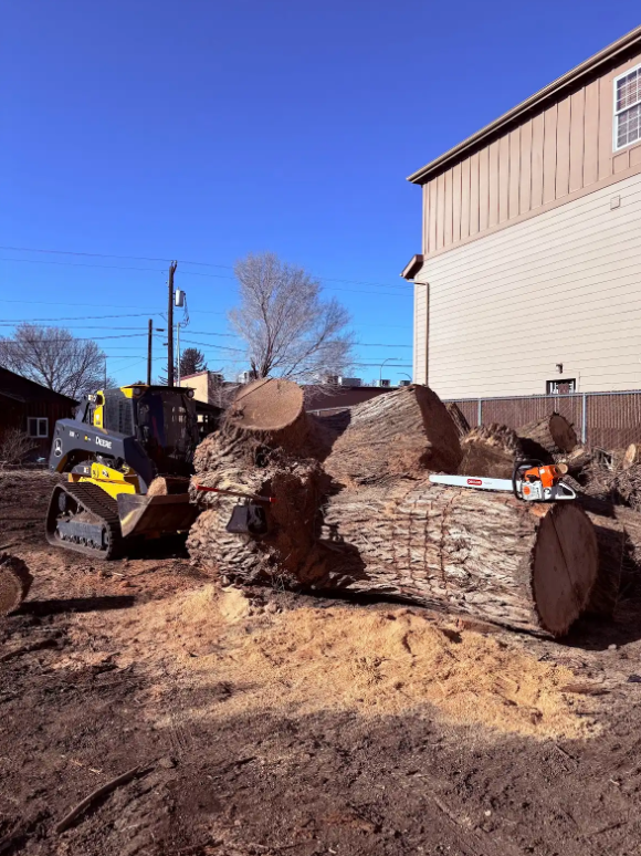 Large cottonwood being reduced next to a home