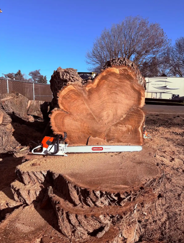 Large felled trunk bucked into rounds with chainsaw