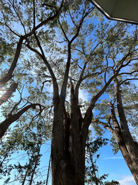 Looking up into a mature multi-stem cottonwood canopy