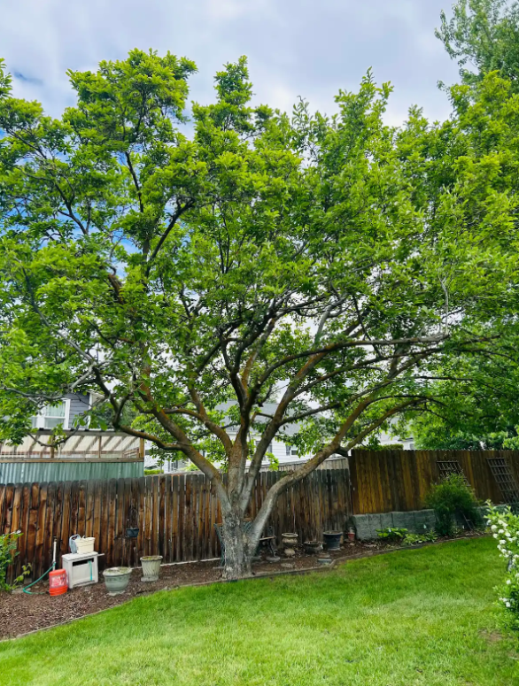 Healthy backyard shade tree after a careful pruning
