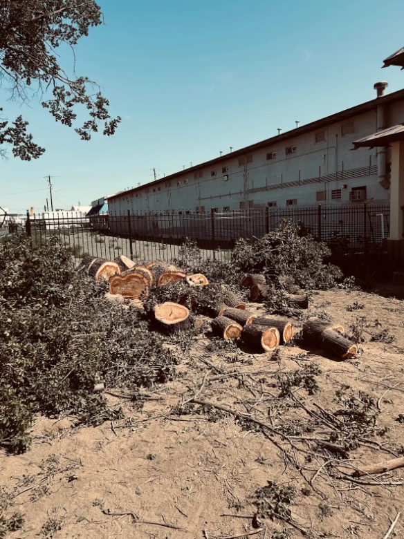 Bucked rounds and brush laid out after a commercial removal