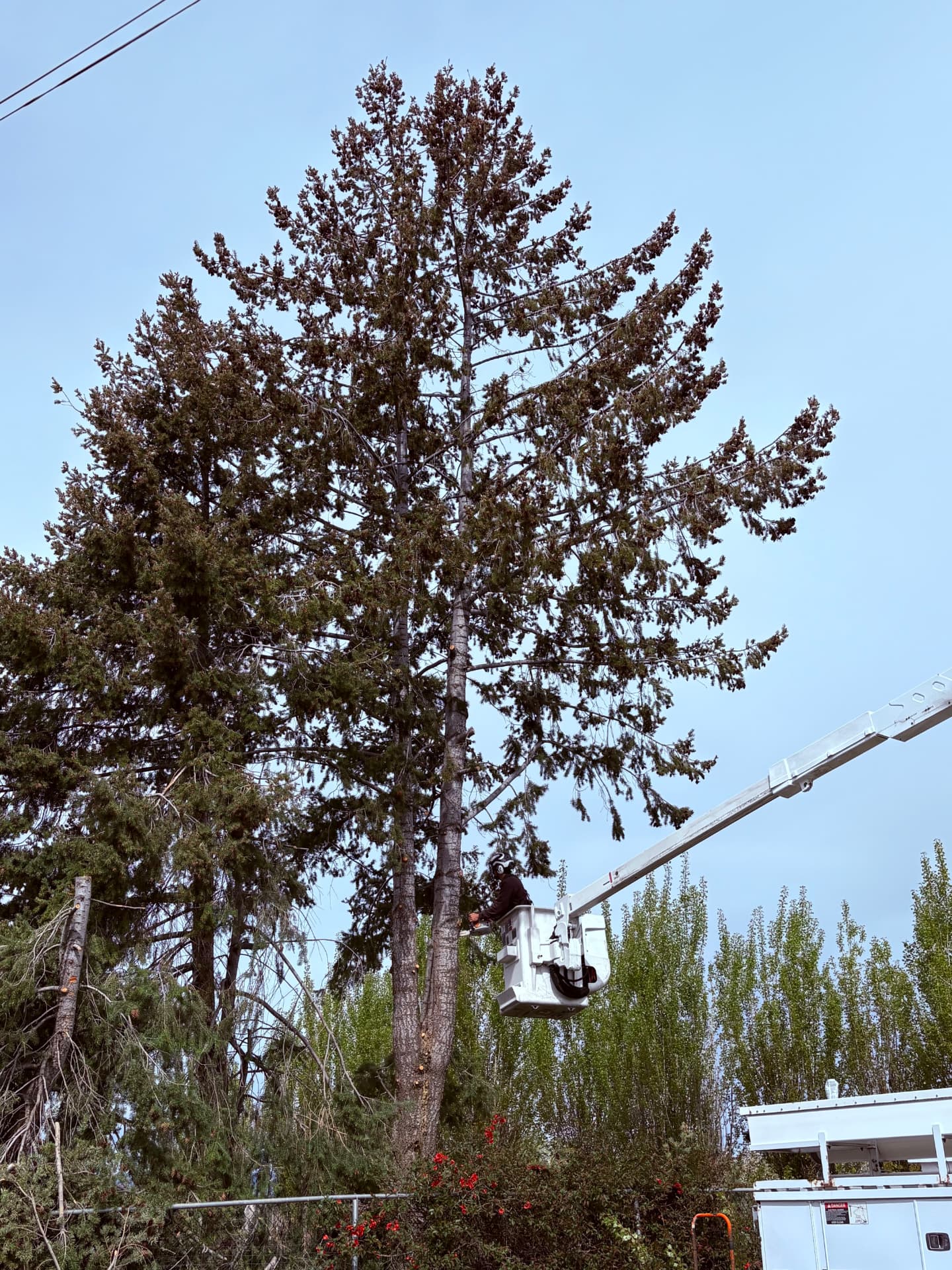 Bucket truck reaching into a tall pine for removal