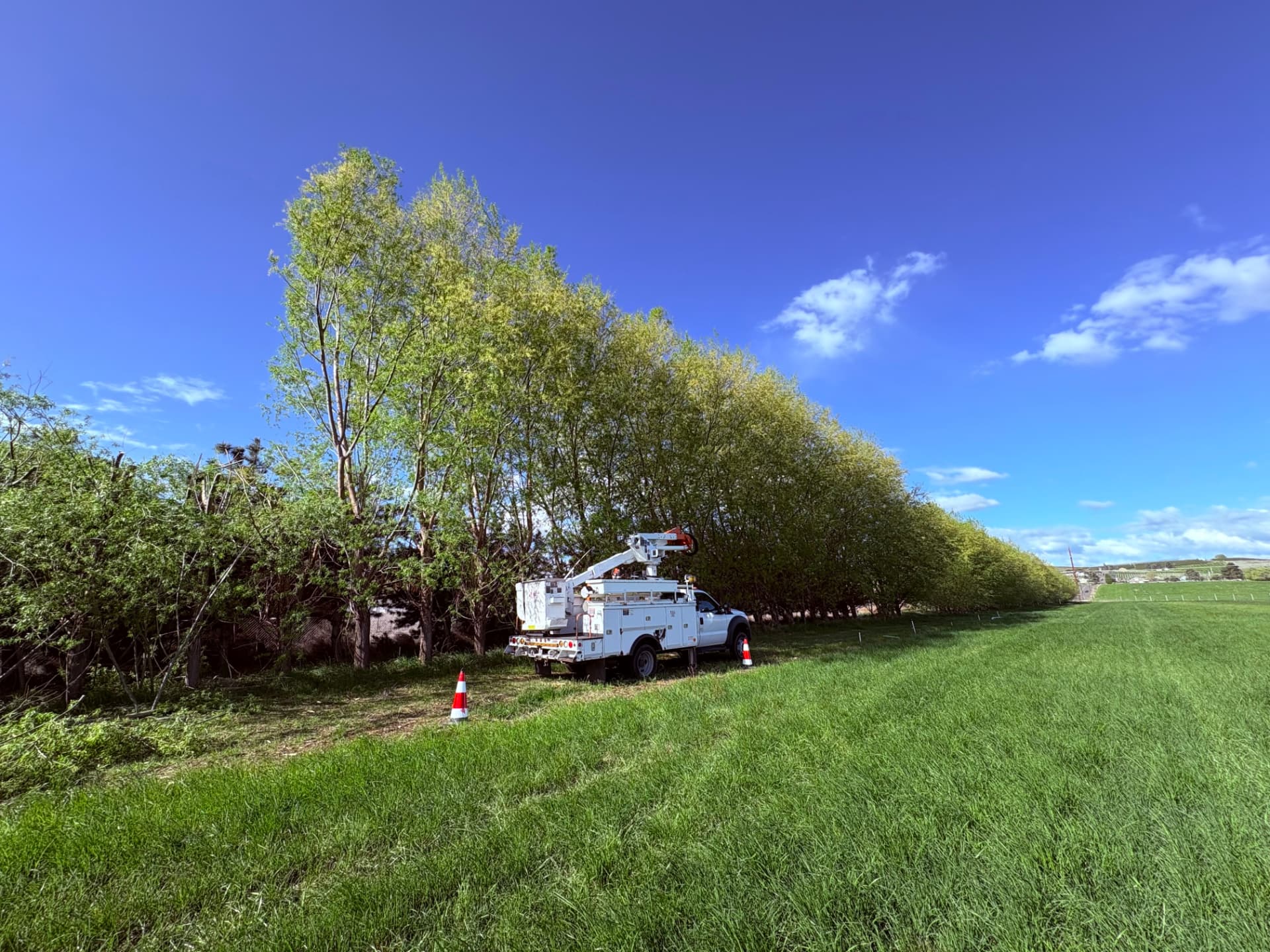 Bucket truck trimming a windbreak along a green field