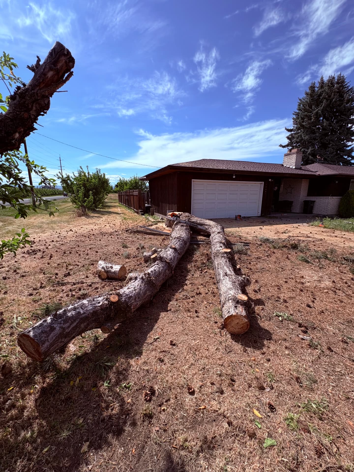 Long pine trunks bucked on the ground beside a home
