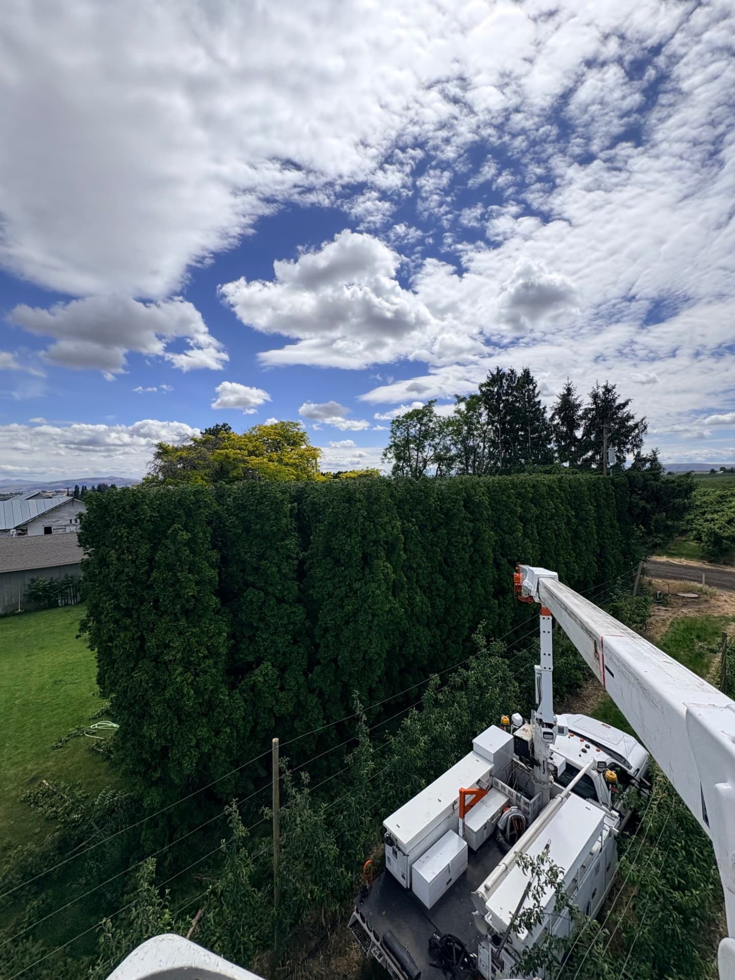 Aerial view from the bucket over a tall hedge row and orchard