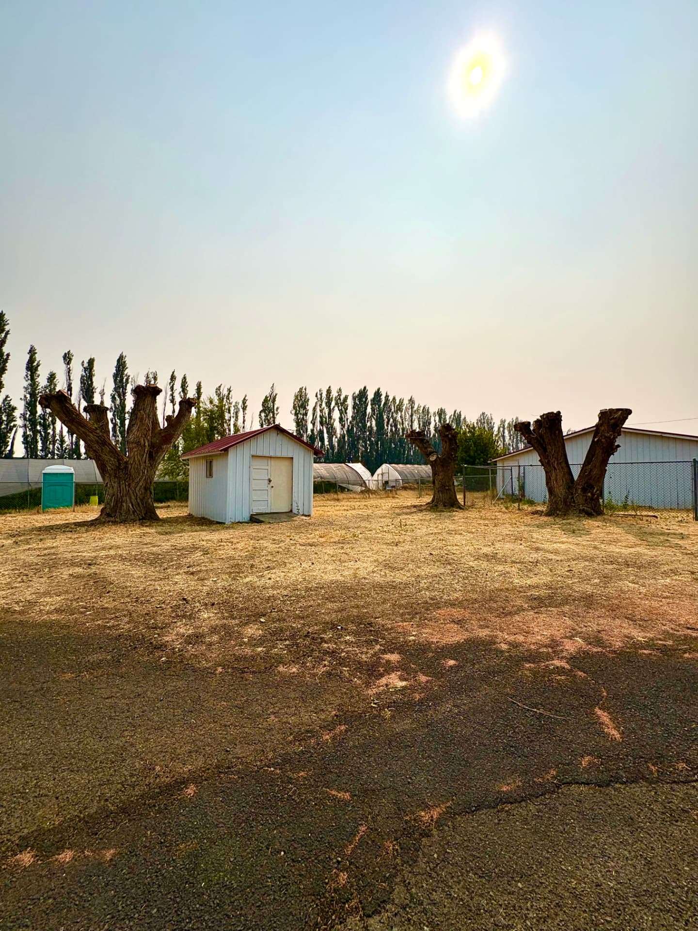 Pollarded trees on a cleared property after trimming