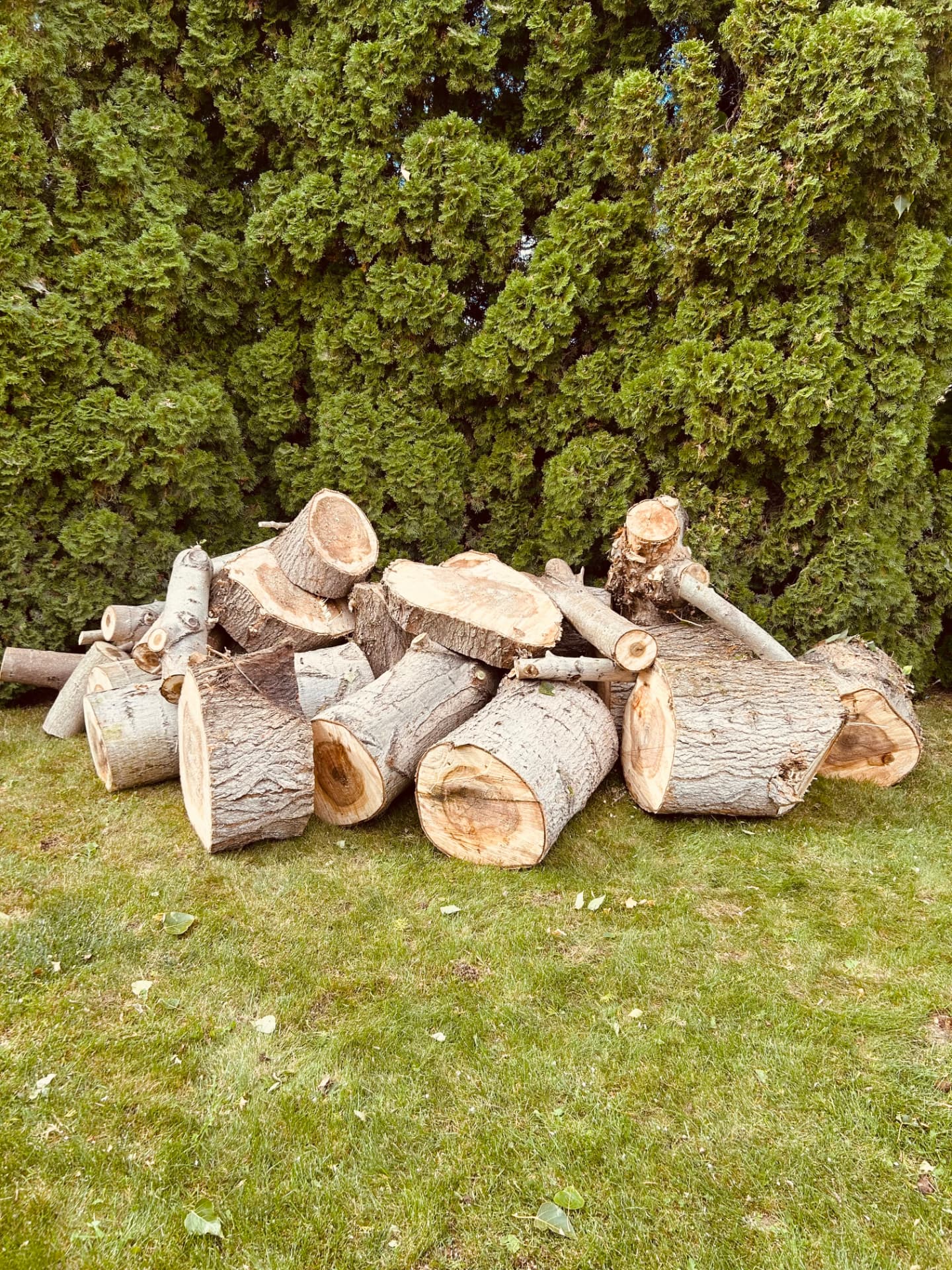 Stack of freshly cut hardwood rounds ready for firewood
